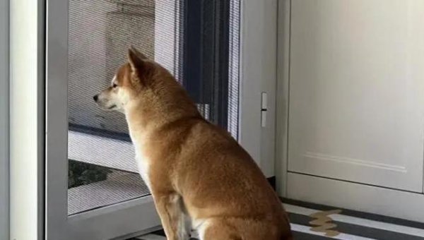 申捷策略 养了三年金毛，它总爱趴我脚边睡觉，没想到这竟是守护我的方式