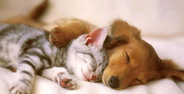 天载配资 狗狗咬人事件频发，猫咪却成网红，背后原因让人意外