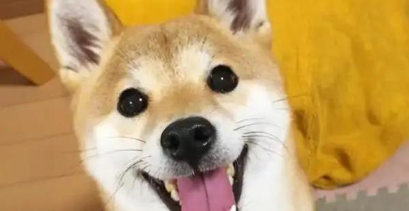 股点网 流浪柴犬饿倒垃圾堆，我收养后日子大变样！